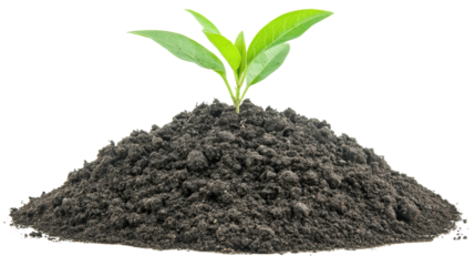New Green Plant Growing From Fertile Black Soil Isolated On Transparent Background