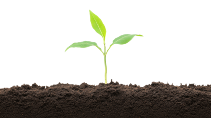 Newly Sprouted Seedling Emerging From Dark Soil Against Transparent Background