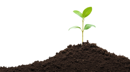 Young Green Plant Growing from Dark Soil Against a Transparent Background in Nature