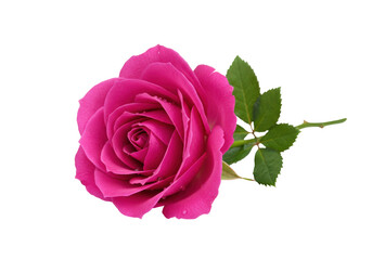 Fototapeta premium Isolated pink rose flower with stem, leaves, and water droplets, romantic floral blossom