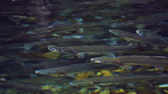 Reflection of a pink salmon school in a shallow pool in a creek in the Pacific Northwest in Canada.