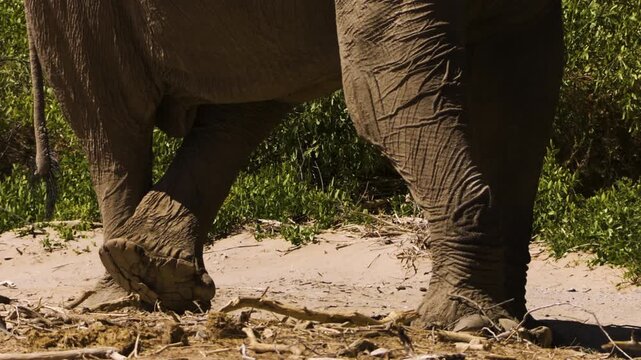 Close-up of the unusually large feet of a desert elephant. The mighty bull stands motionless in the sand, his hind legs crossed.