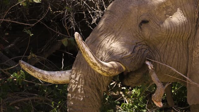 An old desert elephant bull is chewing on a branch that is obviously too large to be swallowed. He tries to break it up with his trunk. When that doesn't work, he grabs the branch and drops it.