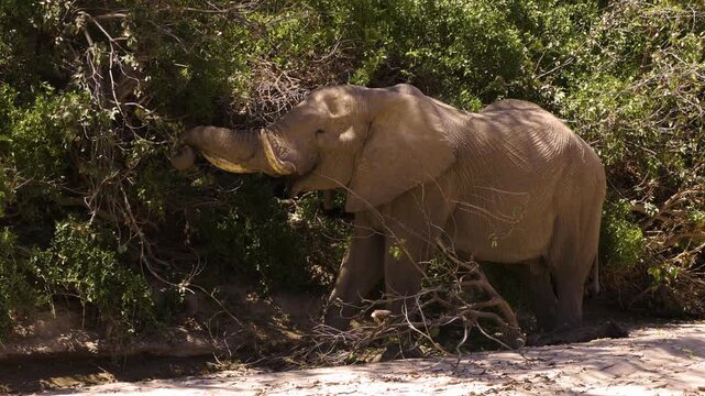 An old desert elephant bull feeds on a green bush in the Namib Desert. He carefully tears off a small twig with his trunk. A large branch lies at his feet.