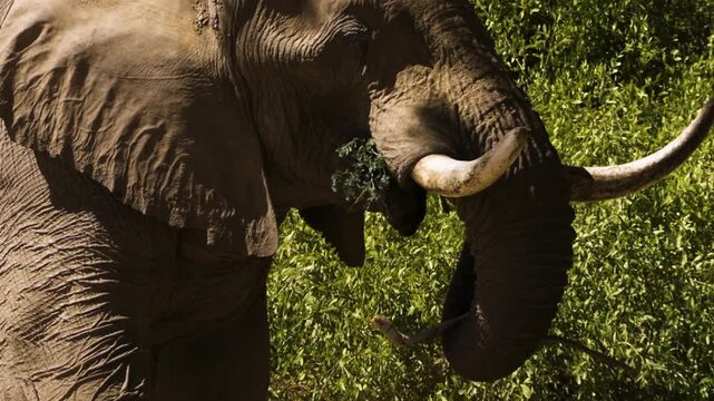 Desert elephant feeding. The old bull uses the tip of his trunk to break down a twig in his mouth. Meanwhile, he balances another branch on his trunk, which is about to be devoured next.