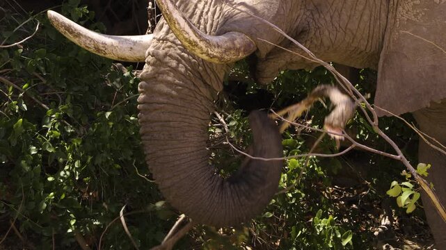 An old desert elephant bull chews on a branch that is obviously too large to be swallowed. He manages to shred the branch with his trunk.