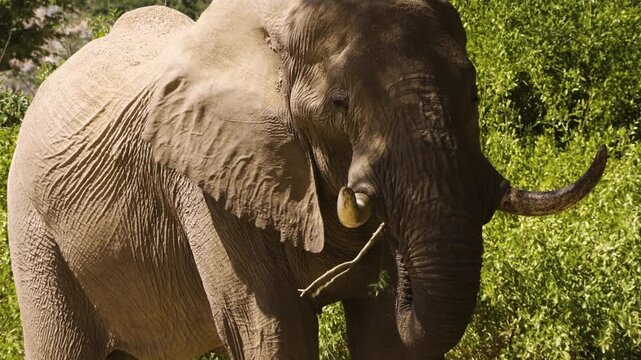 A frontal view of a male desert elephant chewing on a branch. The old bull is showing his age. Green bushes are in the background.