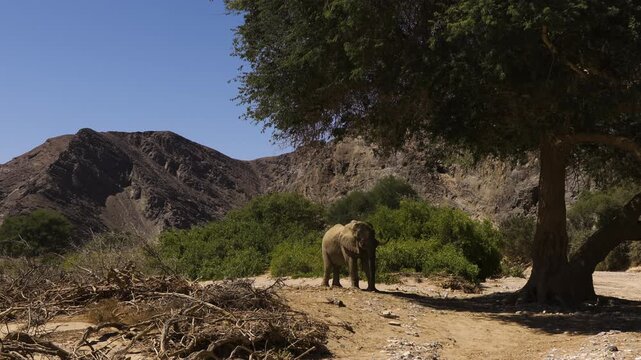 An old desert elephant bull stands beneath a tree in Namibia's Hoanib Valley. A rocky hill range in the background. Driftwood lies on the sandy ground.