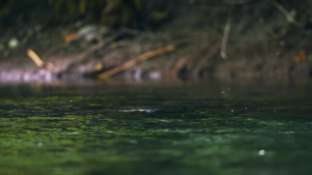 Pink salmon holding on a shallow pool in the Pacific Northwest in Canada.