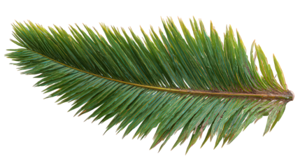 Green Tropical Leaf with Glittering Texture on Transparent Background