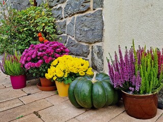 Autumn decoration by the house wall with yellow and purple chrysanthemums, blooming heather, and a large green pumpkin, perfect cozy fall home decor.