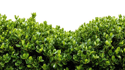 Lush Green Bush Foliage Isolated on Black Background