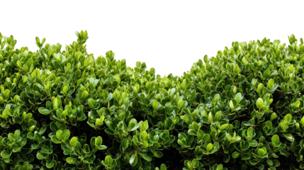 Lush Green Bush Foliage Isolated on Black Background