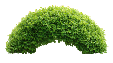 Green Arched Bush Isolated on Transparent Background