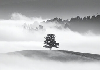 Obraz premium soliter tree in mist
