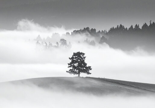 soliter tree in mist
