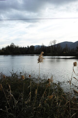 Bozzi saudini a little lake in Sarzana near La Spezia
