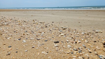 Seashell and bivalve on sand beach landscape with sky for decoration on summer holiday and sea life.