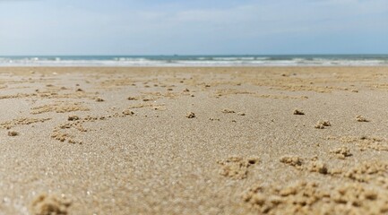 Seashell and bivalve on sand beach landscape for decoration on summer holiday and sea life.