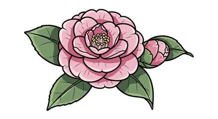 Pink camellia flower illustration