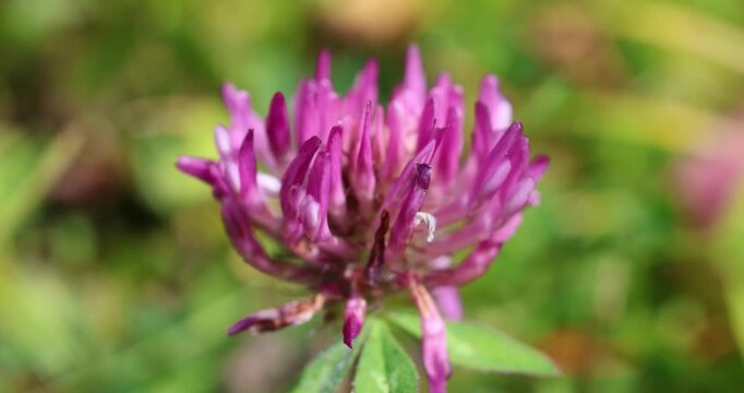 The picture shows a flower of red clover (Trifolium pratense)