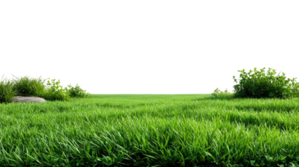 Green Meadow Scene: A vivid expanse of lush, verdant green grass under a bright, clear sky, with tufts of bushes.