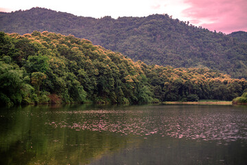 Close-up of natural atmosphere background with various trees growing along the edge of the mountain, bananas, moss ferns along the natural waterfall and cool breeze blowing through.