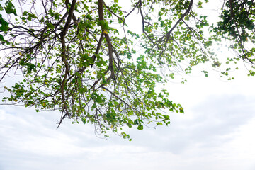 Green leaf tree canopy with clouds sky background