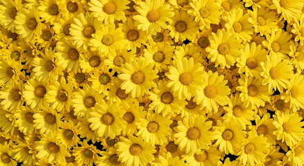Field of Yellow Chrysanthemums