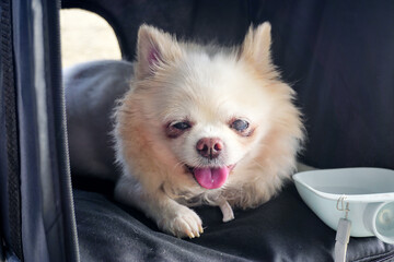 Close up portrait of Chihuahua dog smile