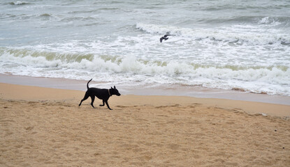 Dog walking on beach and bird flying near, Nature and pet