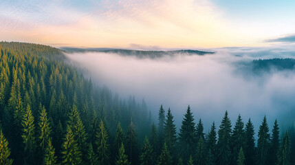 Misty mountain forest sunrise aerial view evergreen trees fog landscape