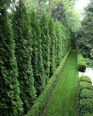 A meticulously manicured lawn path, bordered by tall, dense evergreen hedges, creates a serene and tranquil garden scene.