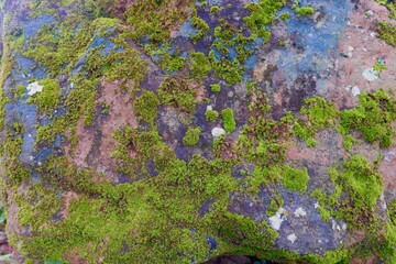 Moss on Rock Texture