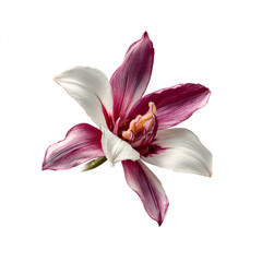 Naklejka premium Alstroemeria Flower White and Purple Isolated on Transparent Background