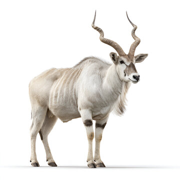 Addax Antelope Isolated on Transparent Background
