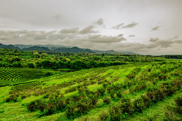 Fototapeta premium A wide-angle view of the natural scenery of the large mountains, with the wind blowing the mist and some rain falling on the trees. Happiness during the travel to study the resources.