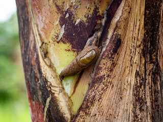 Close-up of a brown slug crawling on a banana tree trunk