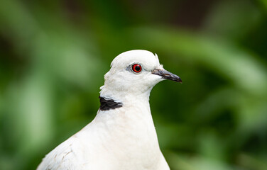 barbary dove