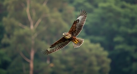 Fototapeta premium A majestic buzzard or hawk soars gracefully through the air with outstretched wings against a soft, blurred green forest background, showcasing its powerful flight.