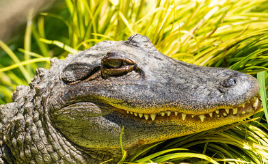 crocodile in the zoo