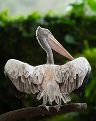 pelican on a rock