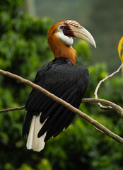 blyth’s hornbill