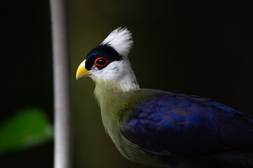 white crested turaco