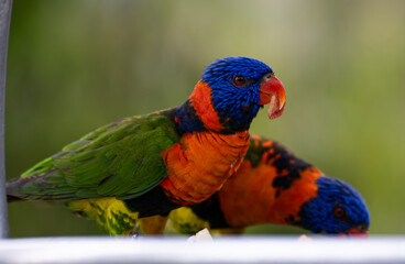 rainbow lorikeets