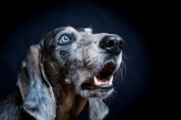 Dog portrait showcasing emotional sensitivity and the value of empathy in animal care.
