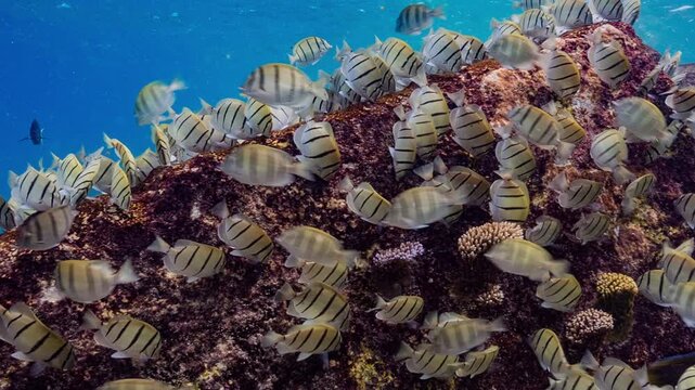 Underwater close up shot of large school of tropical fish feeding on algae covered rocks in shallow water