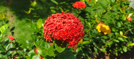 red flower in grass Ashoka or Asoka Orange Flowers in the garden