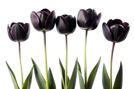 Black tulips flower silhouette art
 isolated on white background ,PNG. AI Generated. - Powered by Adobe