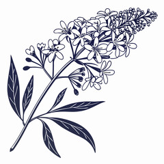 buddleia crispa with leaves © MOHAMMADRIPON